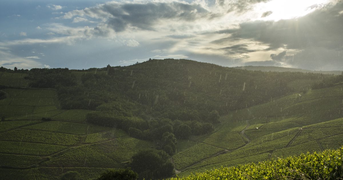 Vignoble du Beaujolais au premier plan et écran d'une IA générative répondant à une question sur les domaines à visiter dans l'appellation