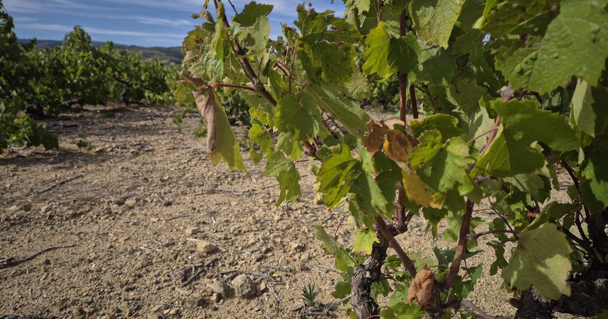 Rangs de vigne du Beaujolais sous la sécheresse de l'été 2026, sol sec et craquelé, feuillage marqué par les fortes chaleurs